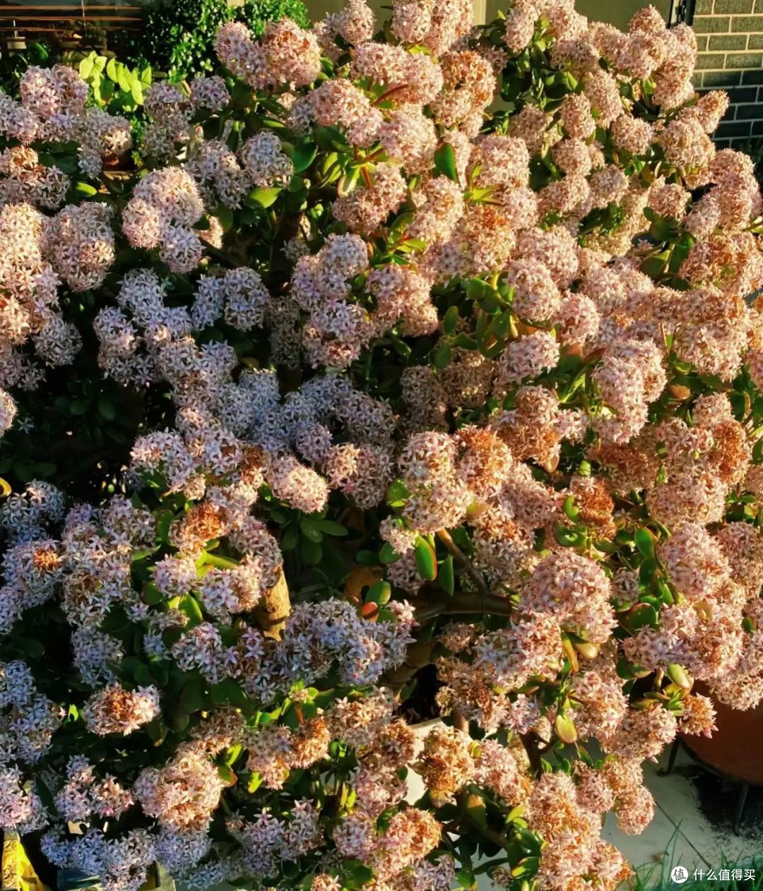 玉树偷懒不开花？三个“步骤”快速爆花，还能花量翻倍