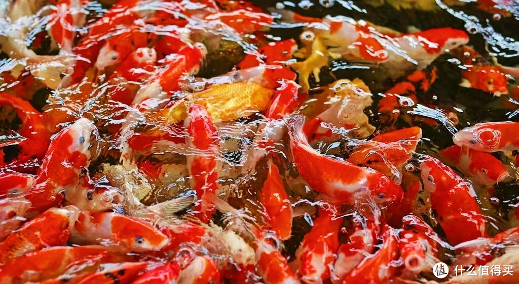 红红火火过大年，就养红红火火的大鱼！怎样才能把锦鲤养好？