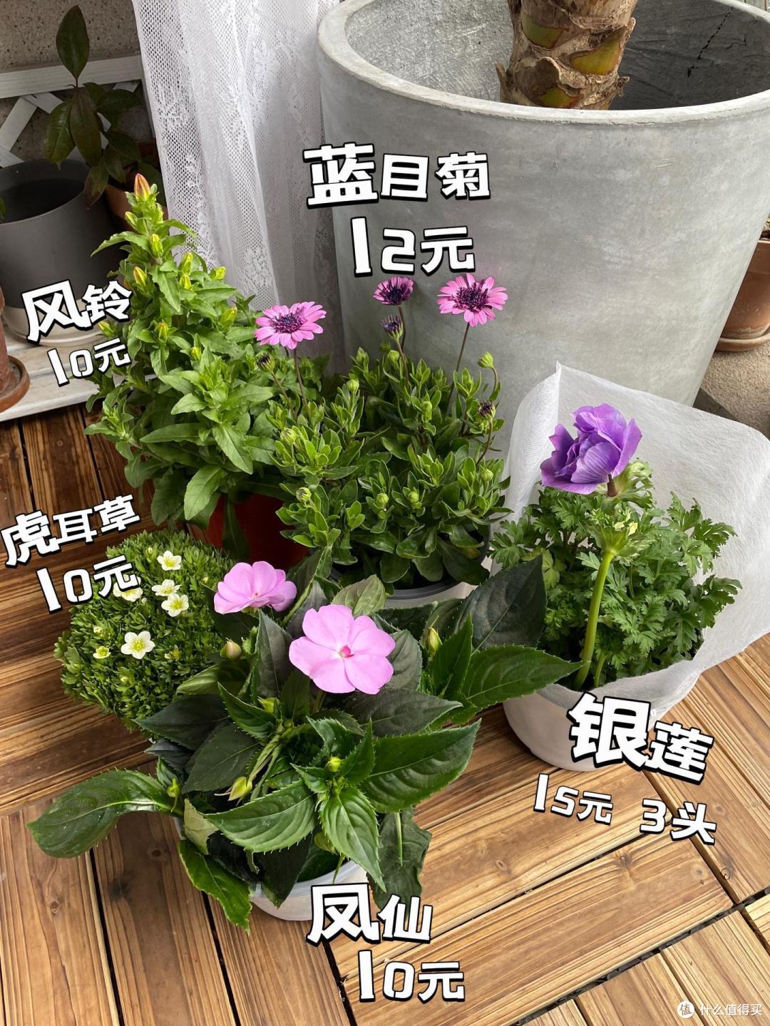 重庆一女太太,拆了一万多的落地窗,种满花草蔬菜,堪称视觉盛宴