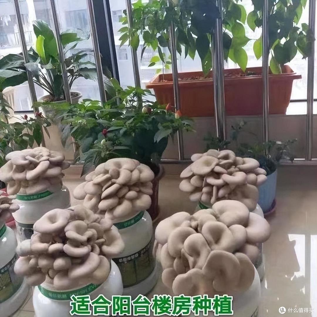重庆一女太太,拆了一万多的落地窗,种满花草蔬菜,堪称视觉盛宴