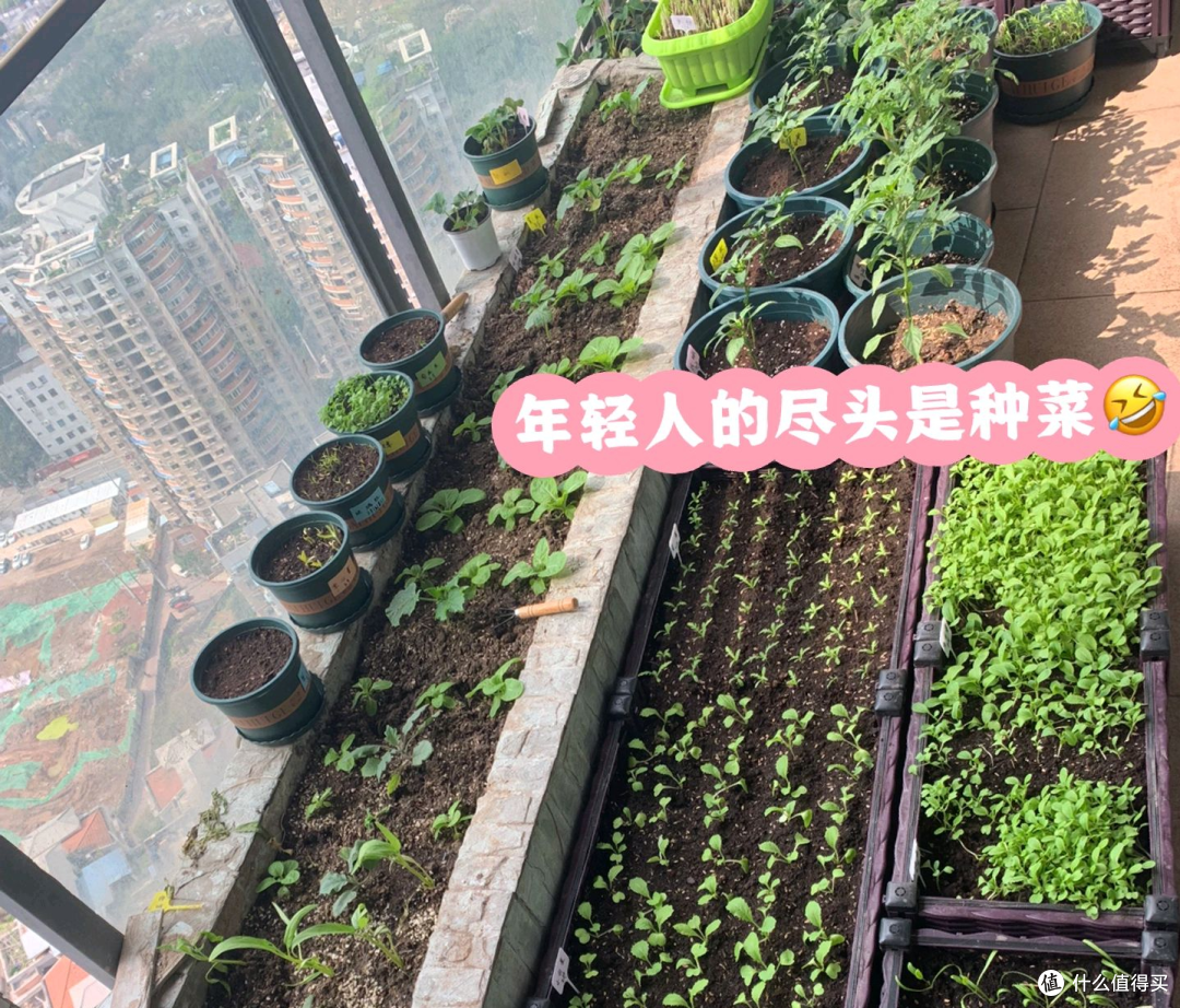 重庆一女太太,拆了一万多的落地窗,种满花草蔬菜,堪称视觉盛宴
