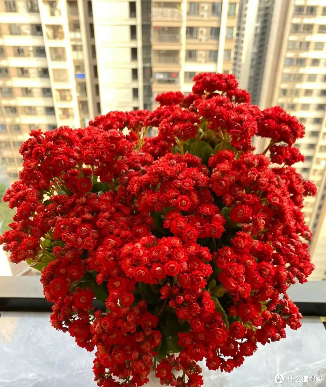 俗语“客厅养红花，喜庆又旺家”，6种红花，养1盆都兴旺发达