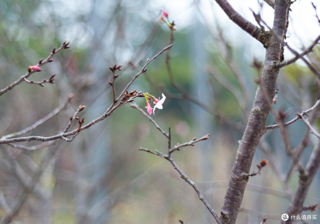2024入手2010年产的尼康NIKON D700