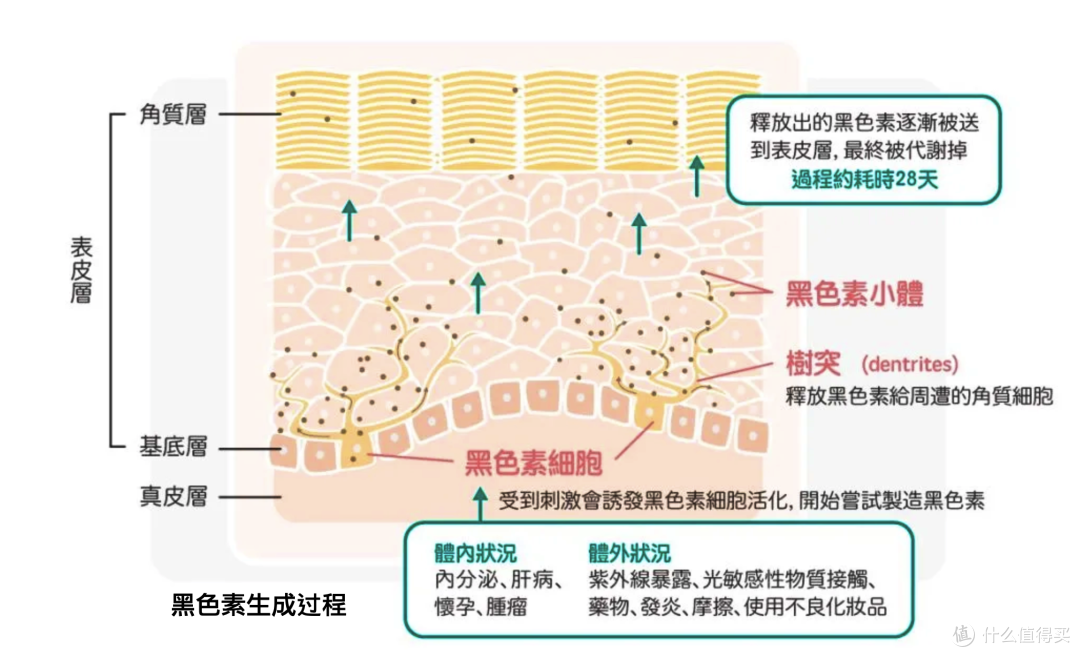 黑色素形成过程，图片引自网络