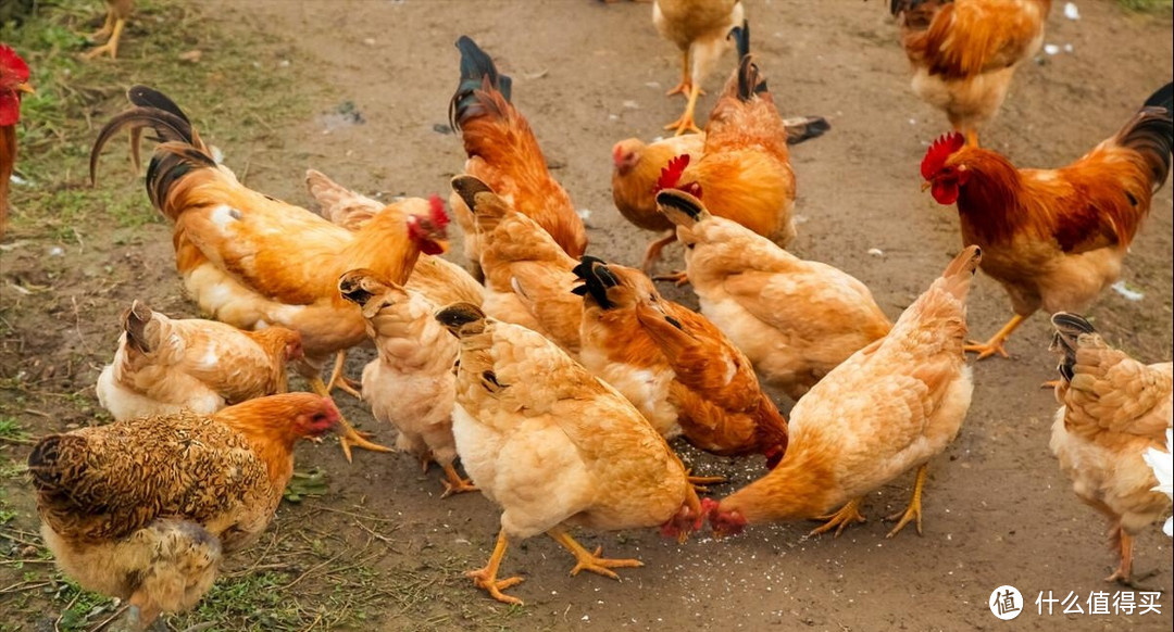 杀鸡时，肚子里有一块“黄油”常被丢掉，殊不知是个宝，涨知识了