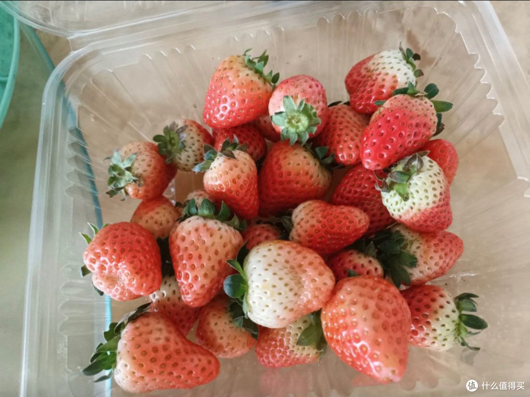 大草莓"的甜蜜诱惑，你抵挡得住吗？