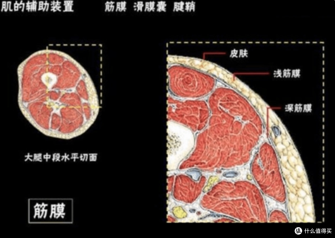 筋膜枪是智商税还是有用?强调三大危害副作用