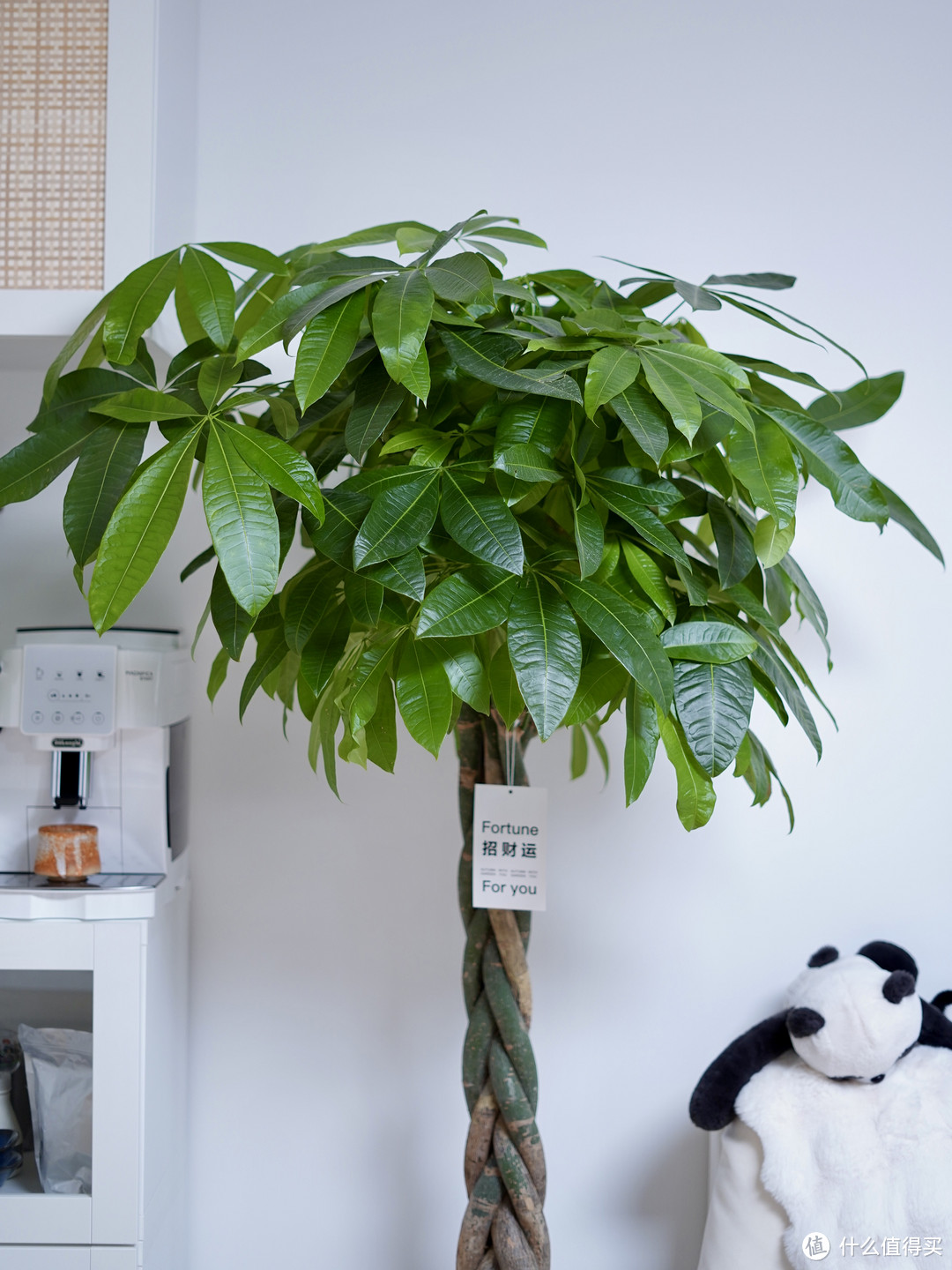 20款植得你养的氛围感盆栽合集（含年宵花推荐）