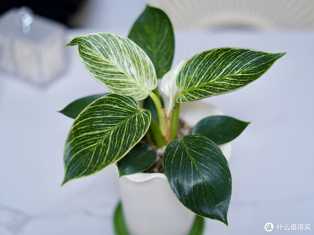 20款植得你养的氛围感盆栽合集（含年宵花推荐）