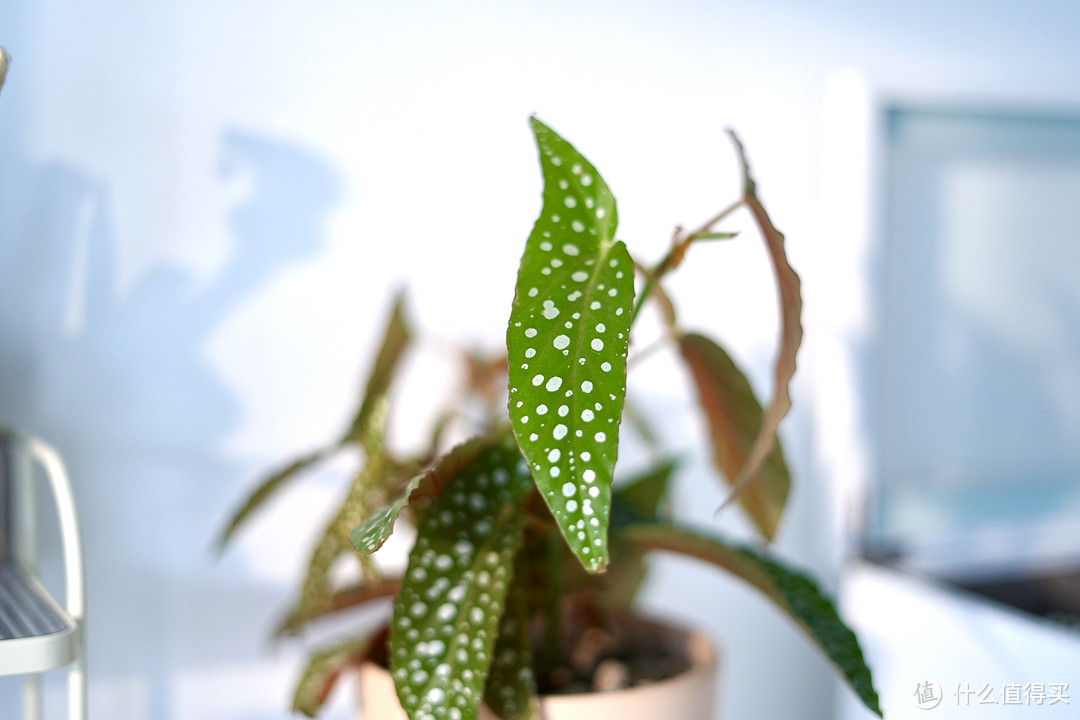 20款植得你养的氛围感盆栽合集（含年宵花推荐）