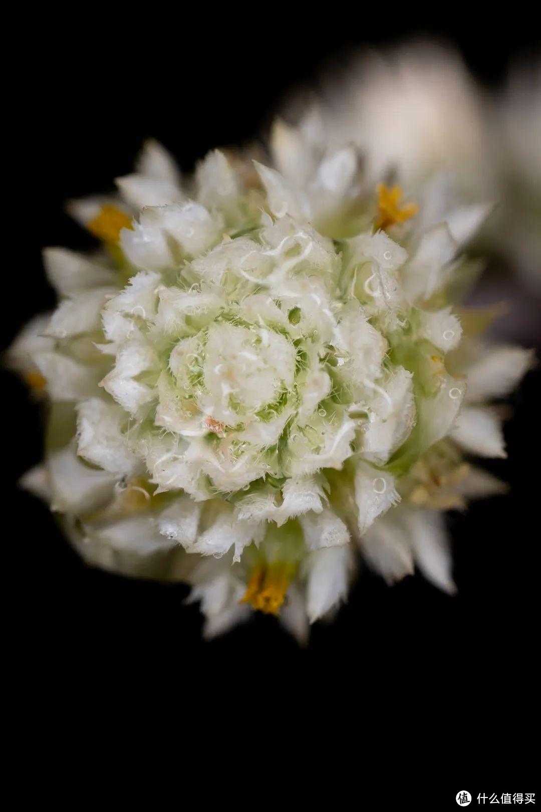 用松下最新百微拍一组“繁花”是什么体验