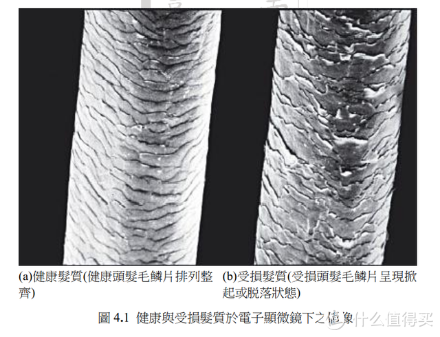 80块 VS 3000块戴森，区别在哪？6款高速吹风机测评~