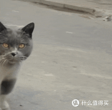看完宠物过年回村大赏,我发出今年第一声爆笑