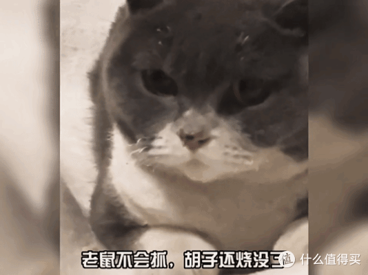 看完宠物过年回村大赏,我发出今年第一声爆笑