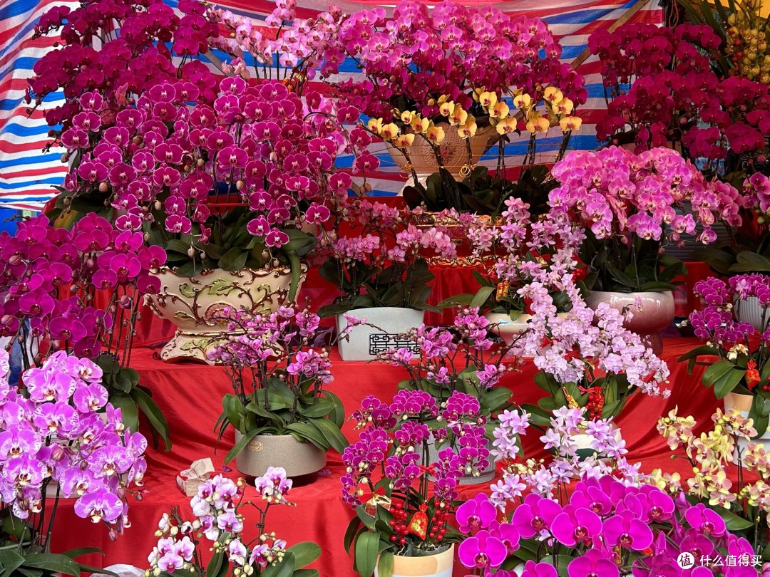 广州天河花市开市了，扑面而来的年味