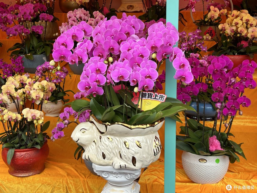 广州天河花市开市了，扑面而来的年味