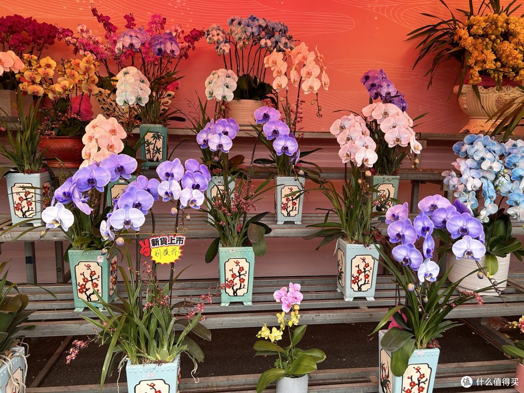 广州天河花市开市了，扑面而来的年味