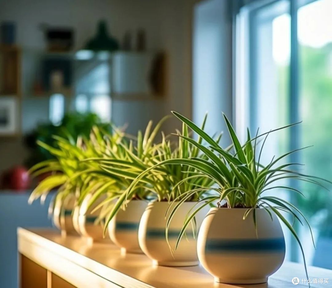 立春后，这几种植物不要再买了，土里扔片叶子就能疯长
