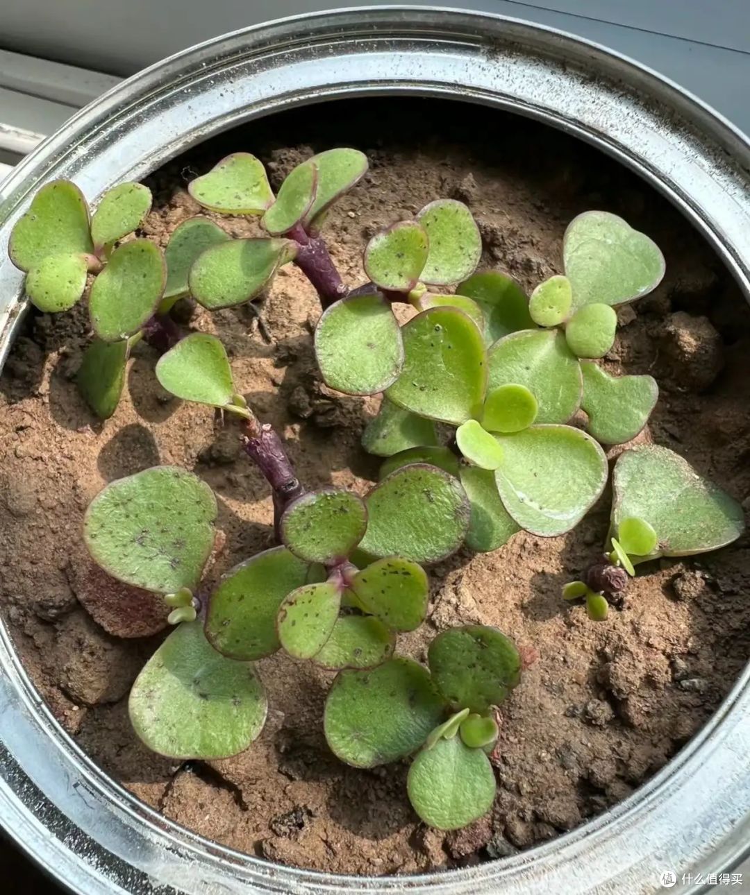 立春后，这几种植物不要再买了，土里扔片叶子就能疯长