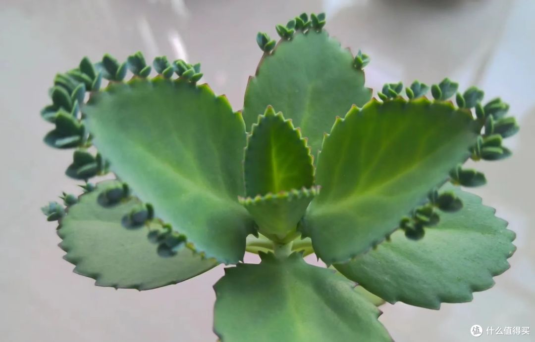 立春后，这几种植物不要再买了，土里扔片叶子就能疯长