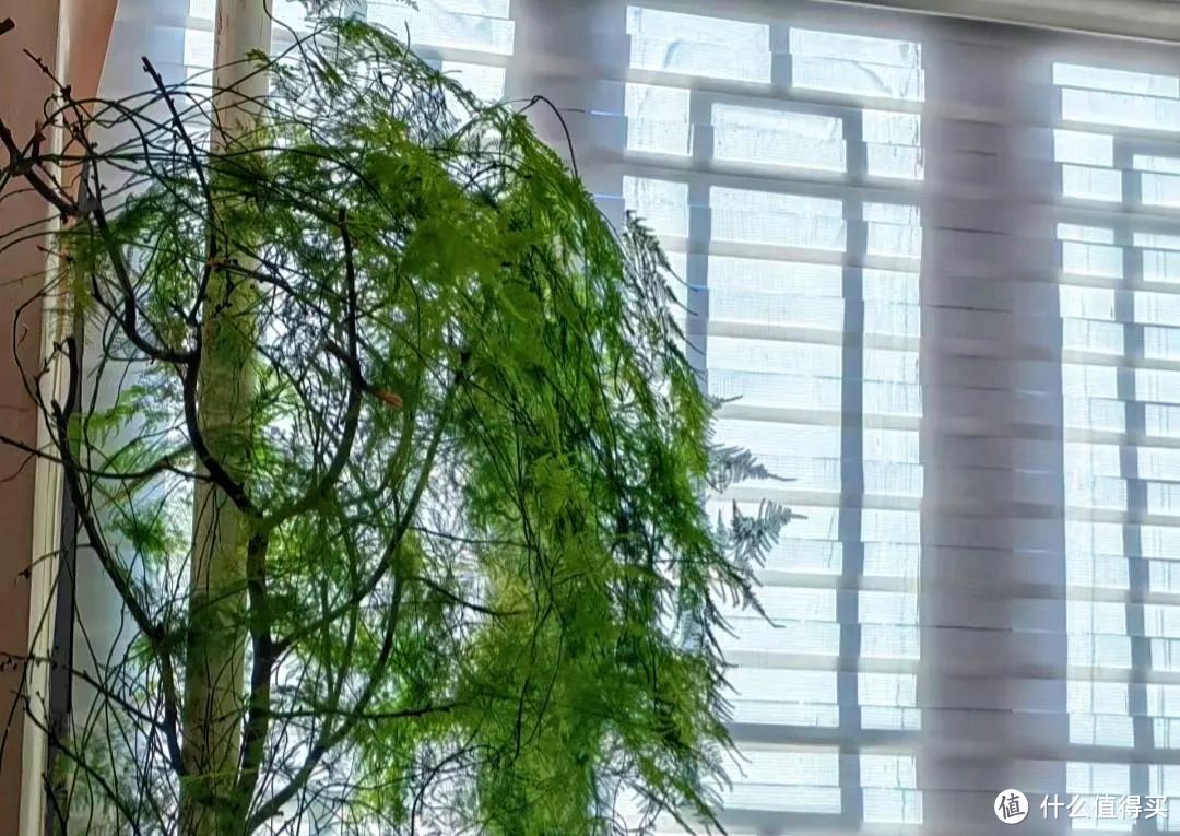 河南一姑娘，仅用5年时间，直接把文竹养成树，太壮观！