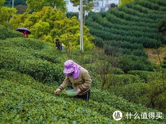 有没有真正的全麦面包推荐？