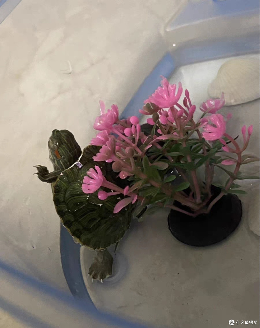 家有宠物小乌龟