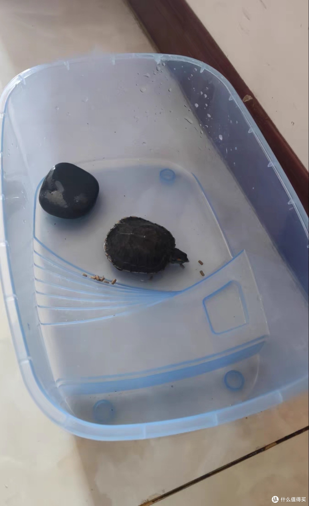 家有宠物小乌龟