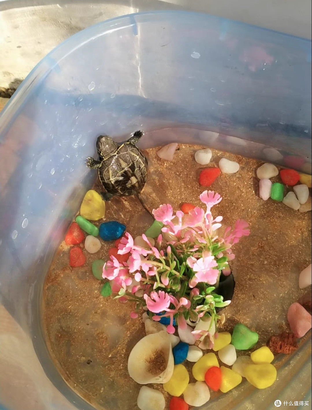 家有宠物小乌龟