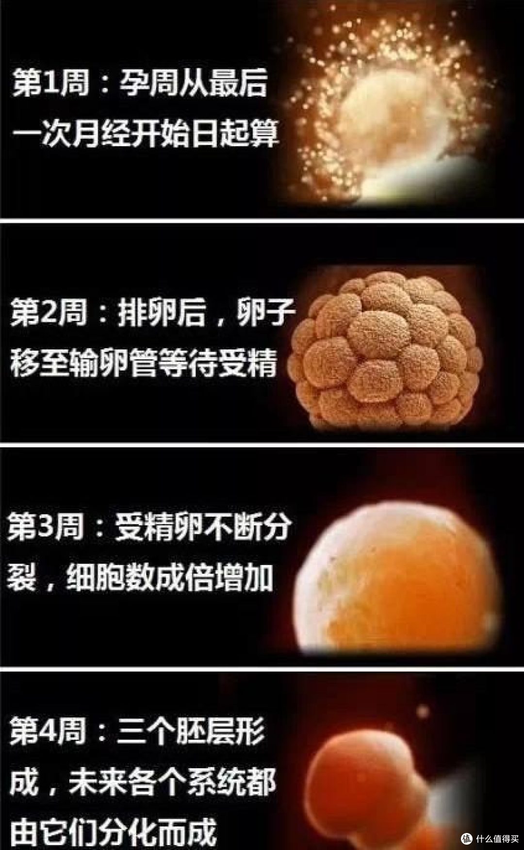 胎儿大脑发育的高峰期是什么时候？想孕育聪明宝宝，抓紧这3个时机