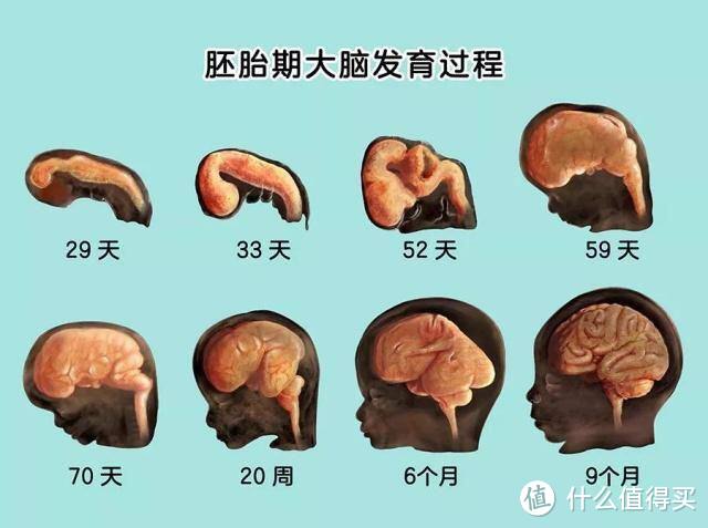 胎儿大脑发育的高峰期是什么时候？想孕育聪明宝宝，抓紧这3个时机