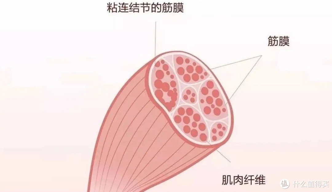 筋膜枪怎么选？总结五款好用神器，年度爆款推荐