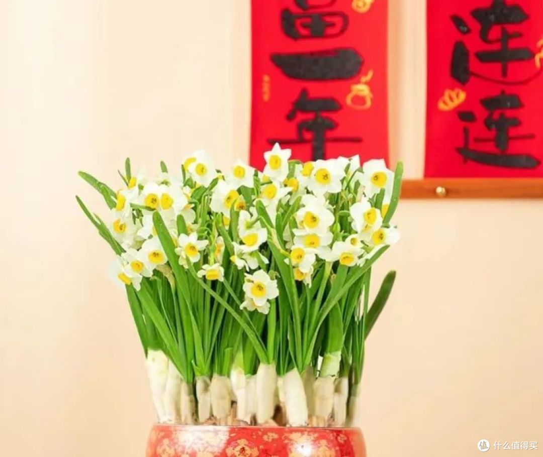 整株都含毒,却被当宝养了1000年,网友:比名花还美!