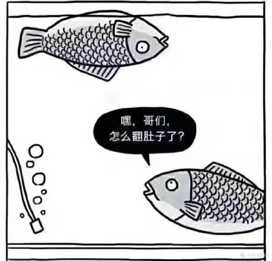 我们养观赏鱼,增氧泵到底该不该用?什么时候用?怎么用?