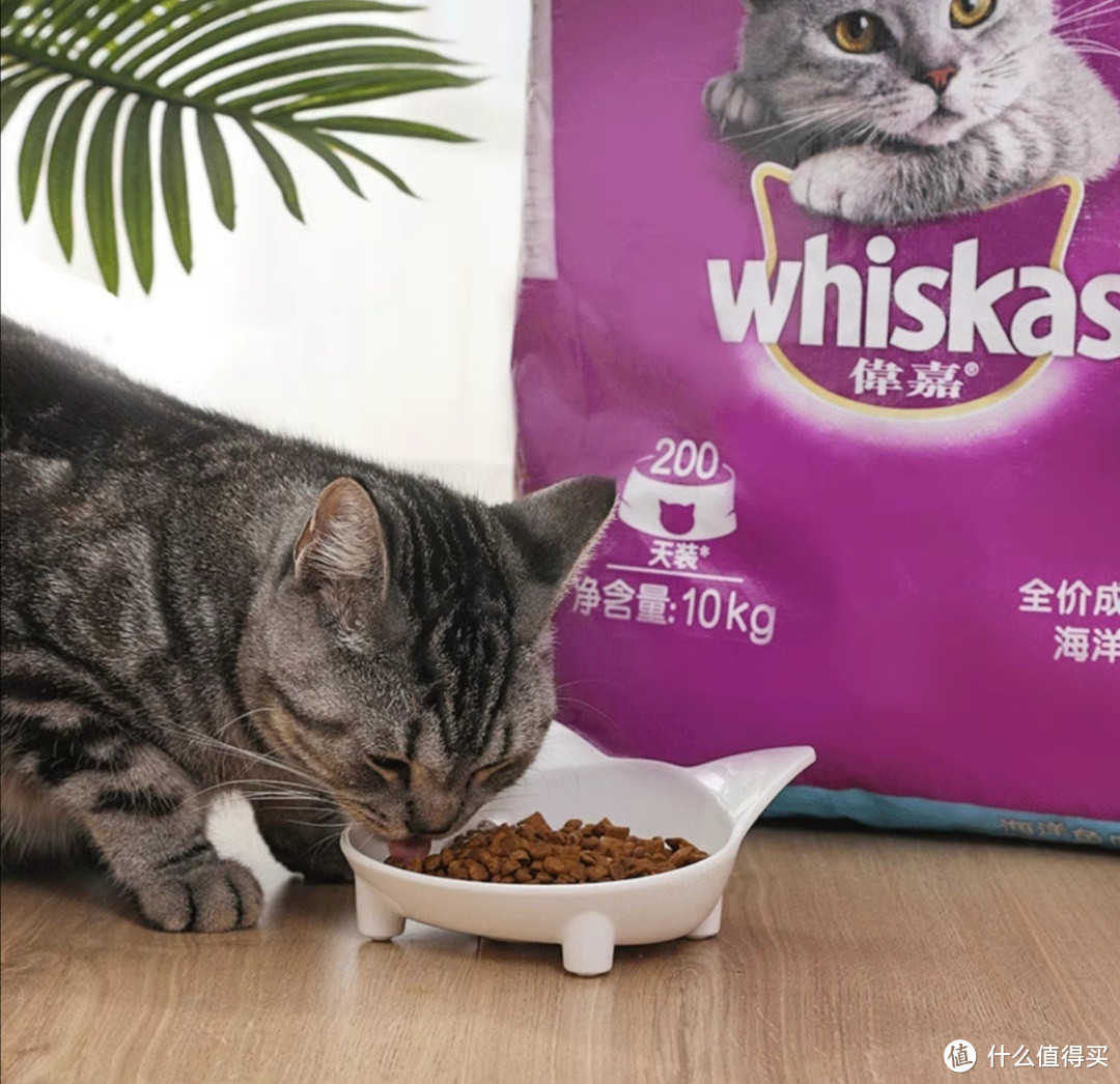 选对猫粮养出健康活泼的小猫咪