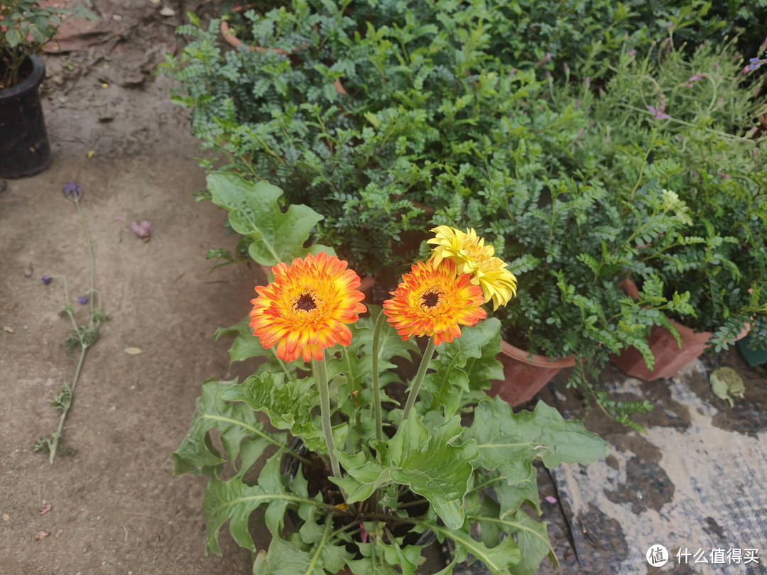 广东年味浓！年三十逛花市，你准备好了吗？。。。最好带上露营车