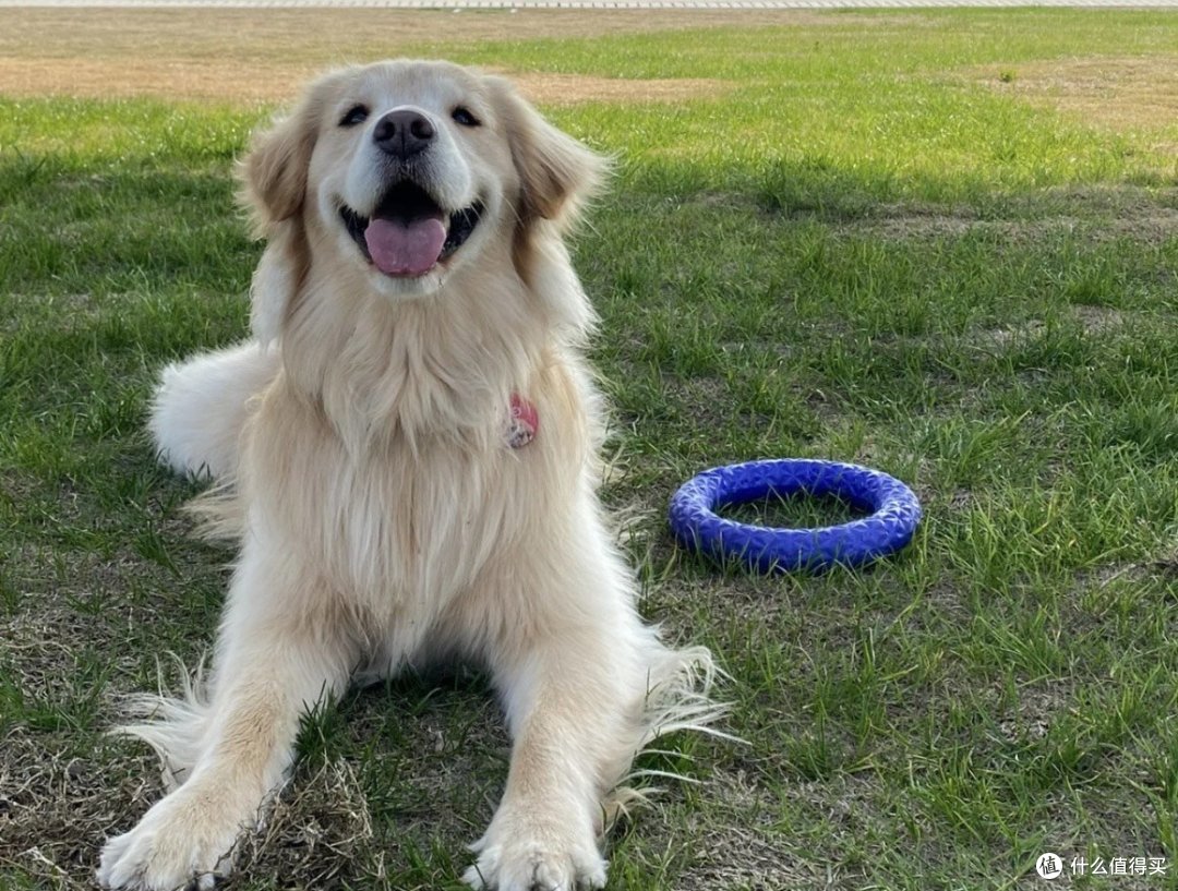 高智商狗狗排行榜揭晓！第一名竟然是它？_狗狗_什么值得买