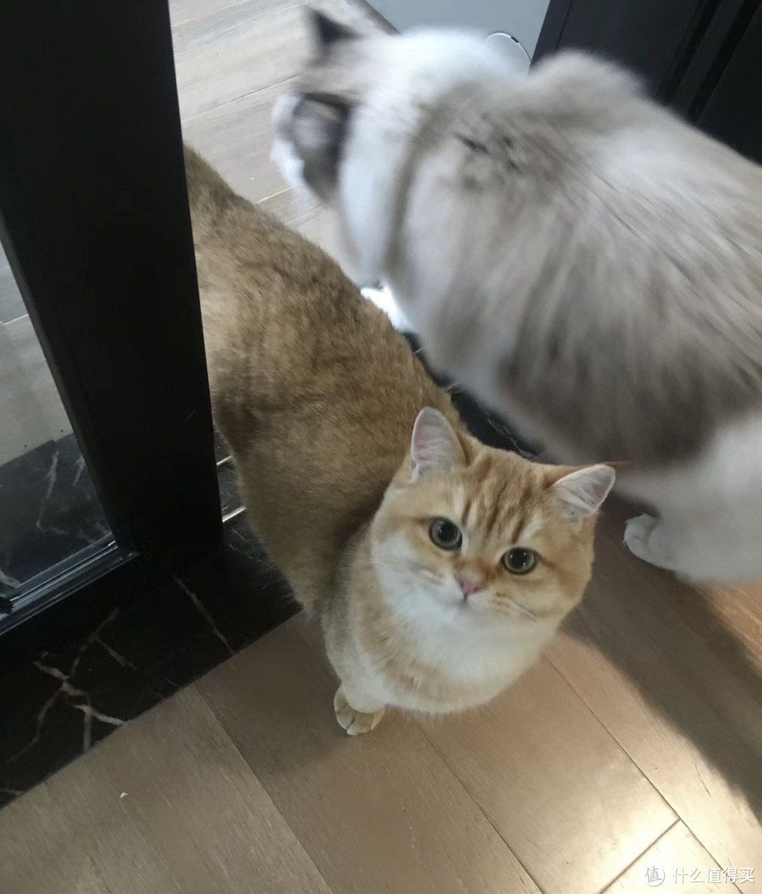消费降级,养猫成本要缩一缩了