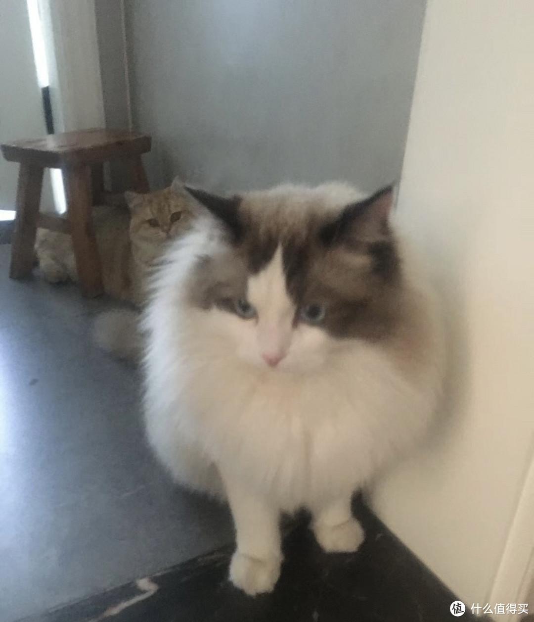 消费降级,养猫成本要缩一缩了