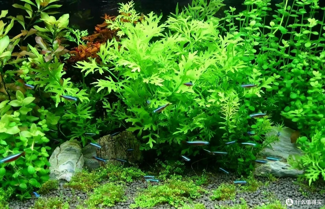 鱼缸养水草的好处多,这6种水草,好养的和不好养的都有了