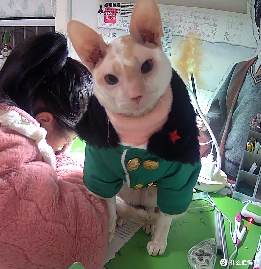 猫猫过年也要买新衣服呀