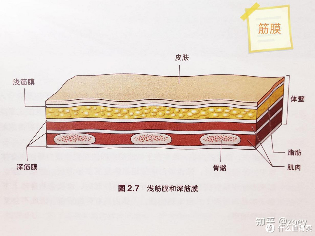 2024年筋膜枪真人测评!含九款未野、海博艾斯、Nurtria、飞利浦等对比！