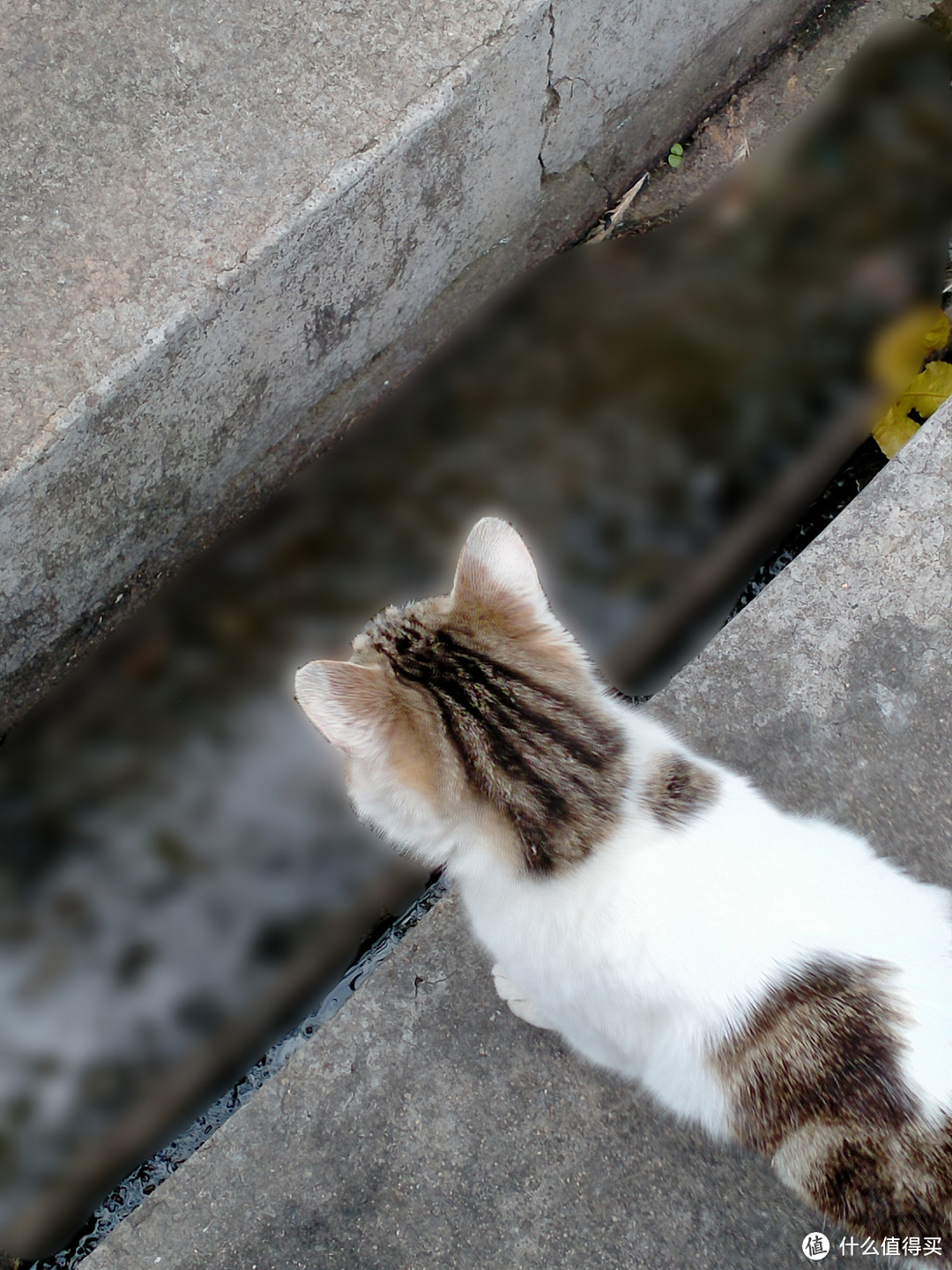 猫咪一家人🐱第二弹~再见猫咪一家人