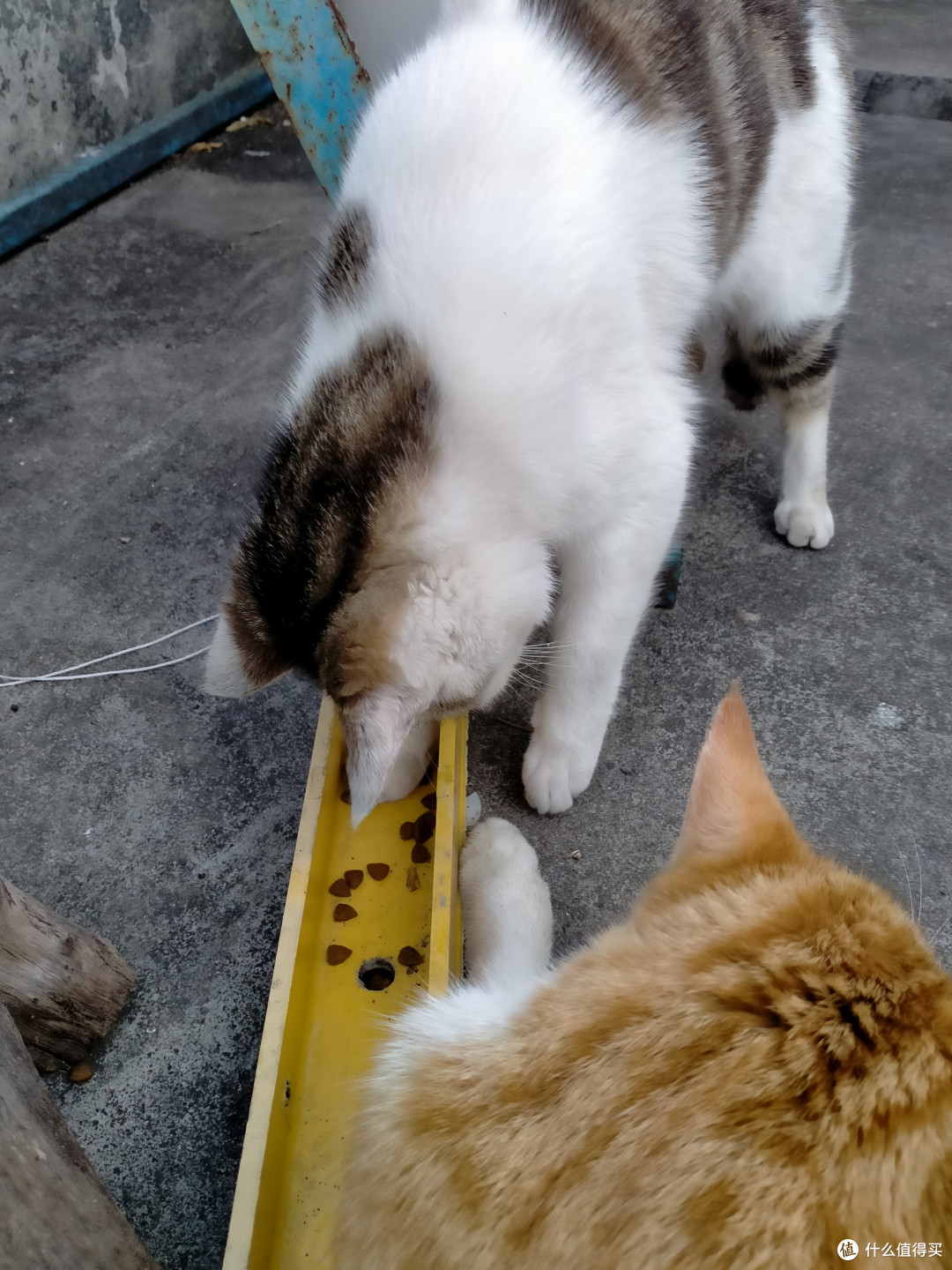 猫咪一家人🐱第二弹~再见猫咪一家人