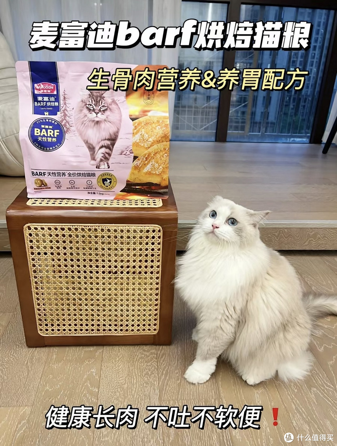 猫咪又呕吐了!这你还不急?