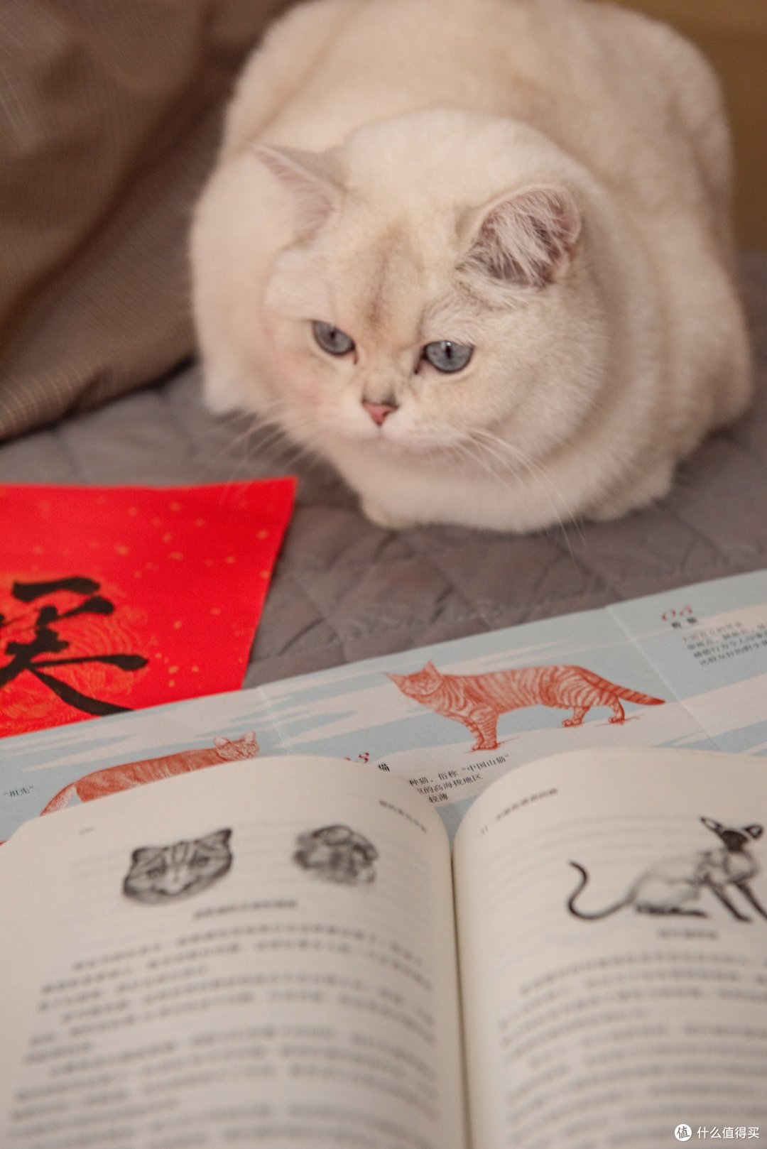 是人驯化了猫,还是猫驯化了人?《猫的多元宇宙》 这本书给出了答案…