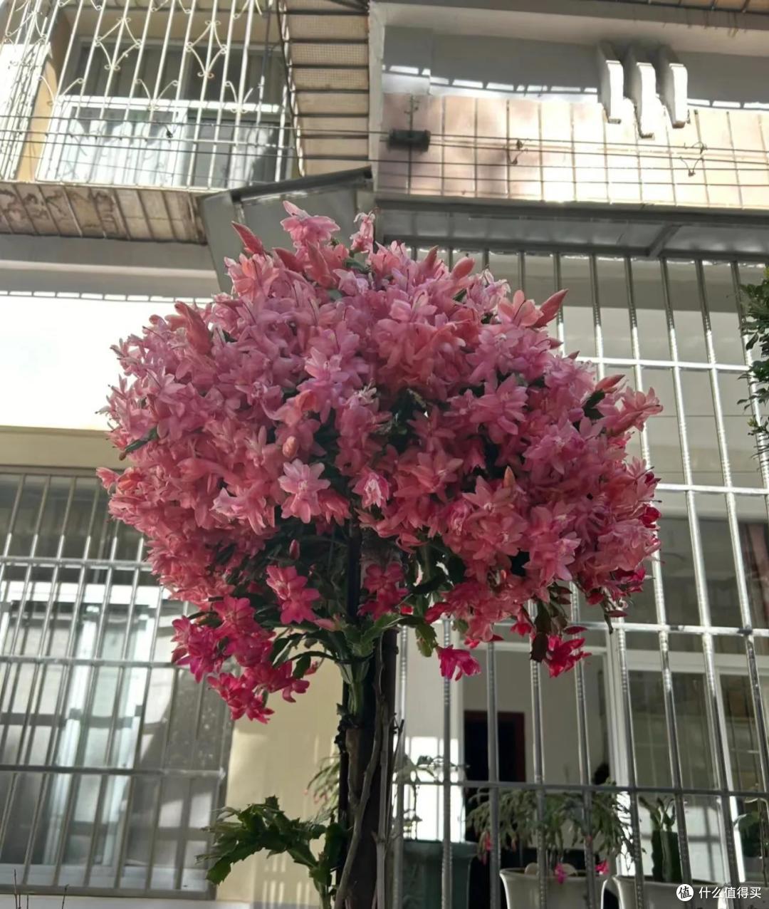 过年后蟹爪兰开败后，尽快做4件事，齐整复花，还能实现鲜花自由