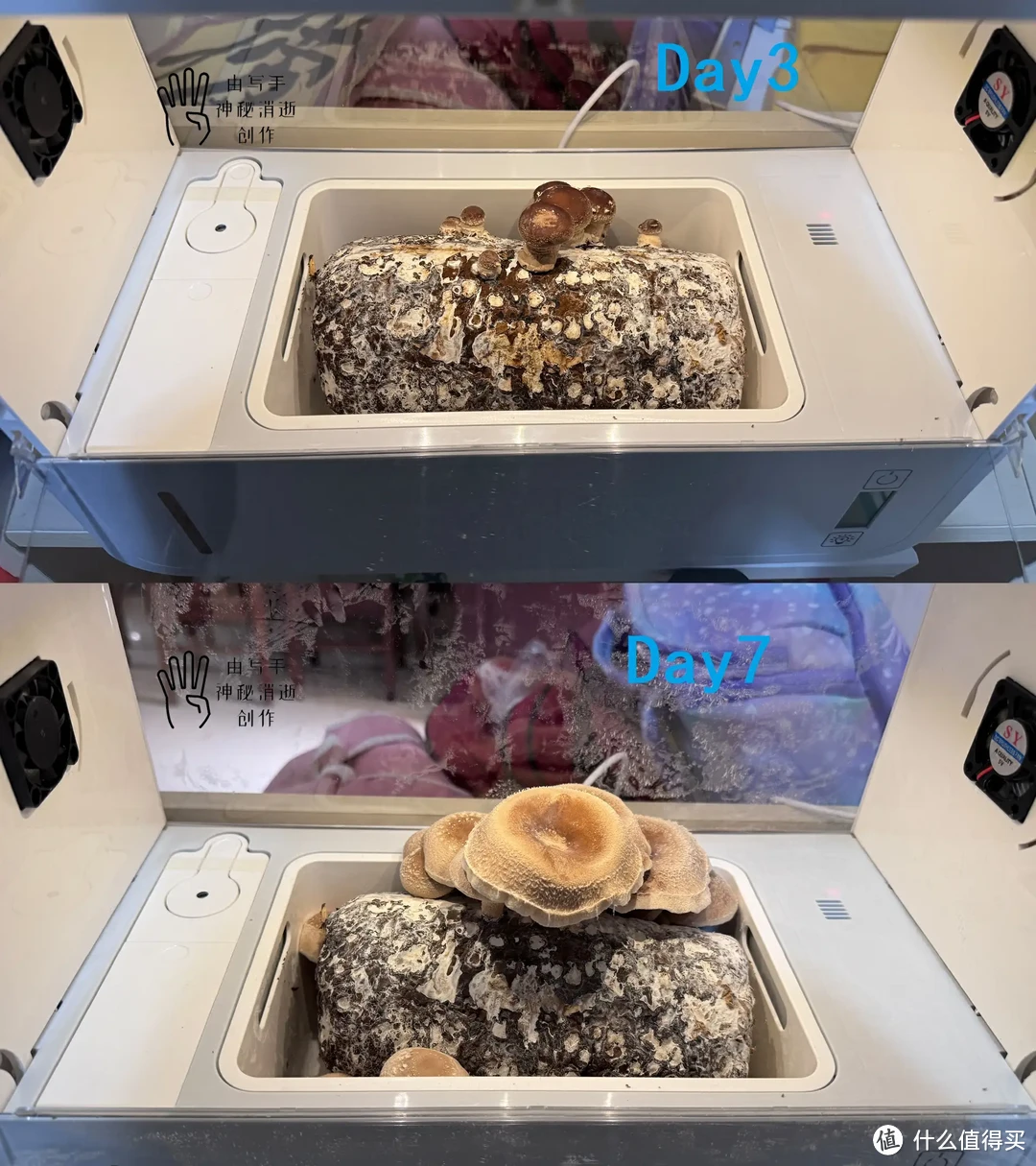寓教于乐，和孩子一起用超级菇菇智能生态箱进行菌菇无土种植