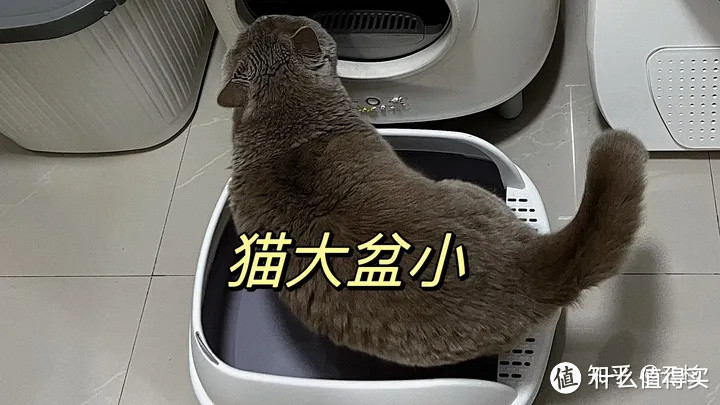 价值5000元的猫砂盆购买指南：买对不买贵，拒交智商税