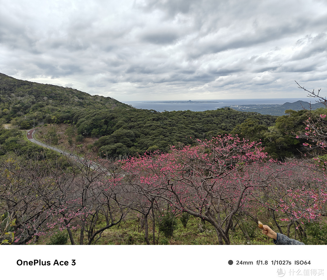 1月人均3300冲绳旅行，看早樱，洞穴探险，去海钓，体验感满满！